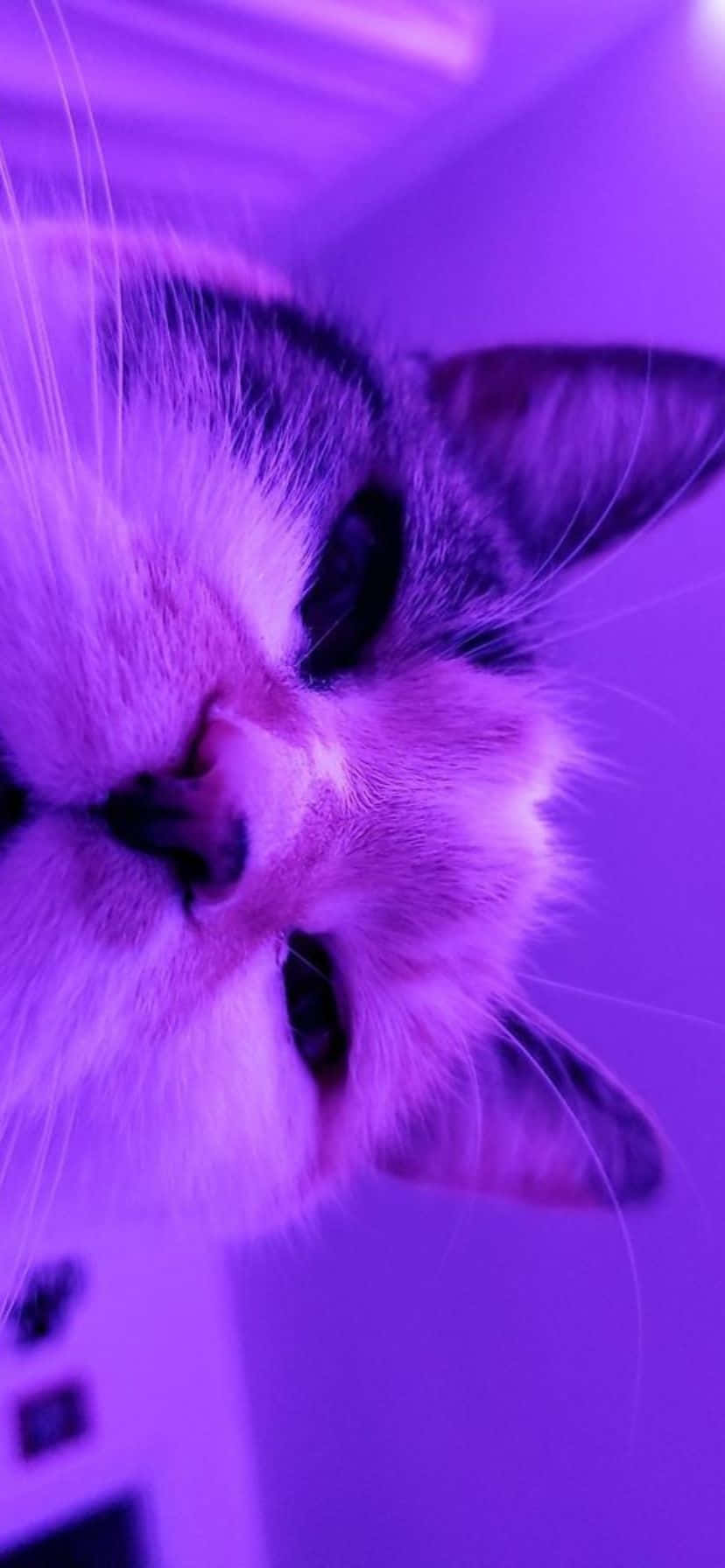 tabby cat, purple light, close-up, HD Phone Wallpaper