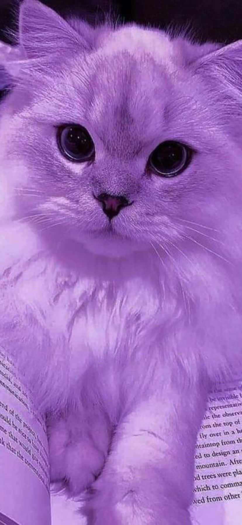 fluffy white cat, dark eyes, open book, HD Phone Wallpaper