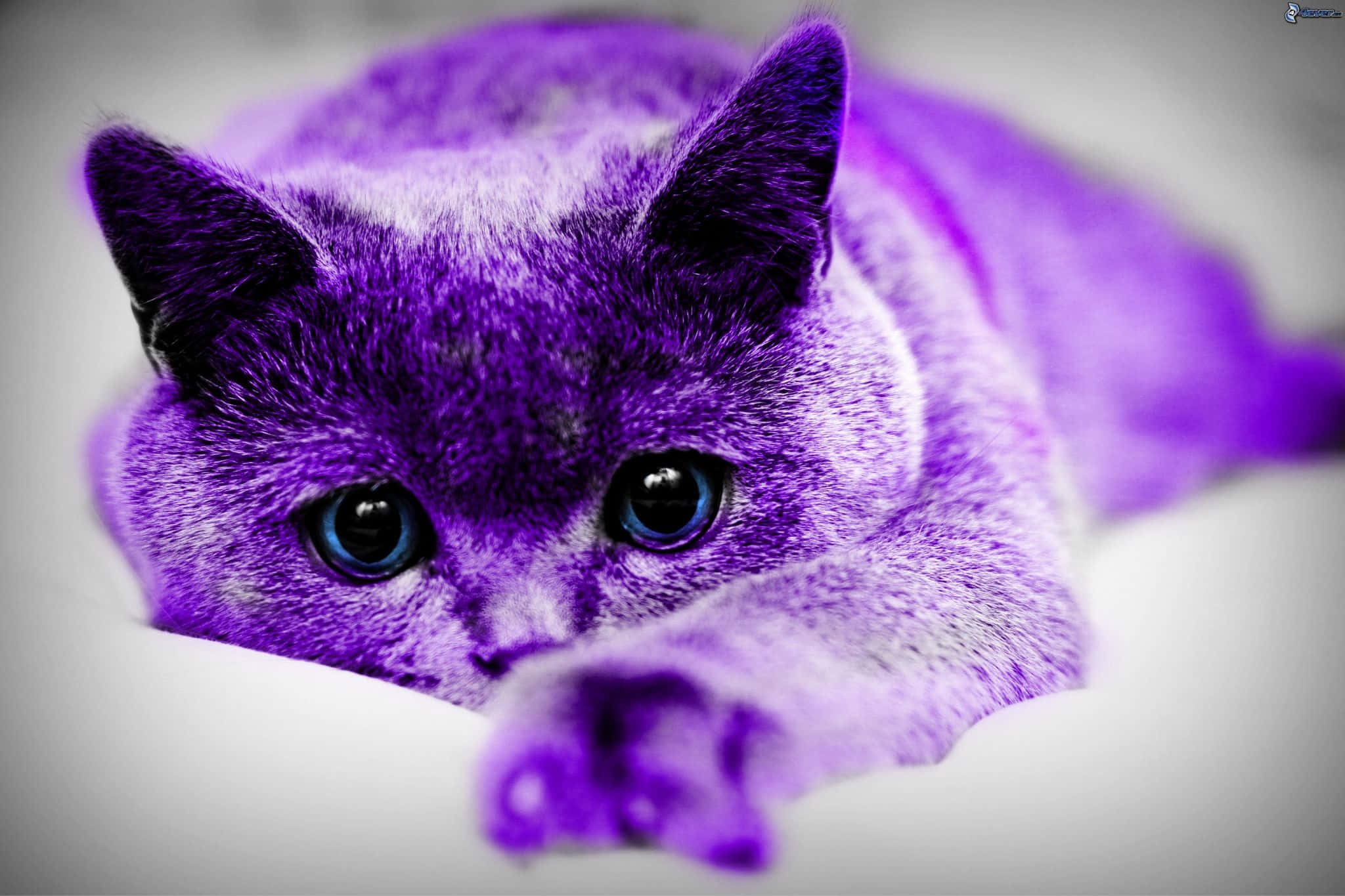 vibrant purple cat, purple-furred cat, blue eyes, Full HD Desktop Wallpaper