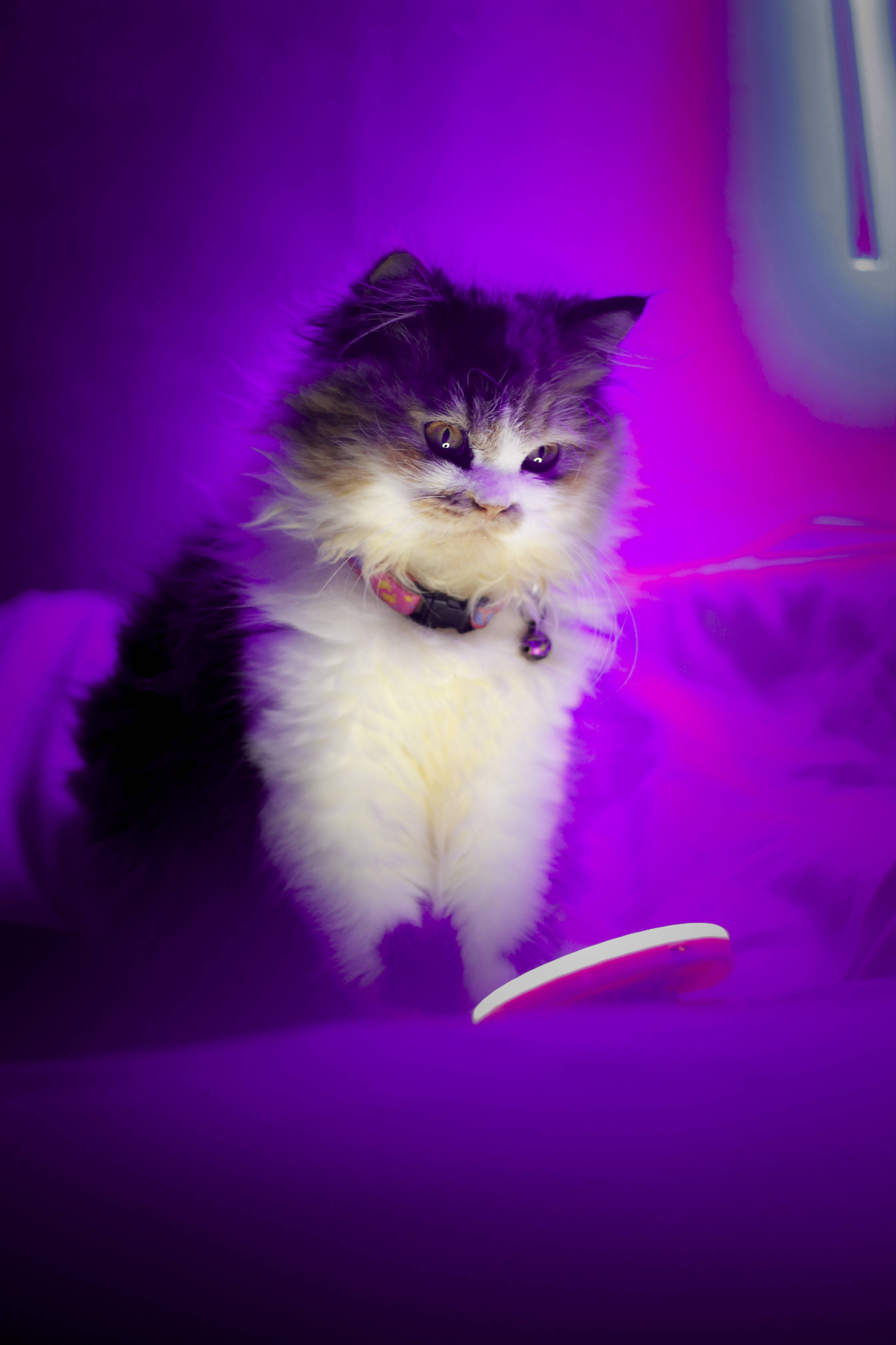 cute purple cat, fluffy cat, dark fur, 5K Phone Wallpaper