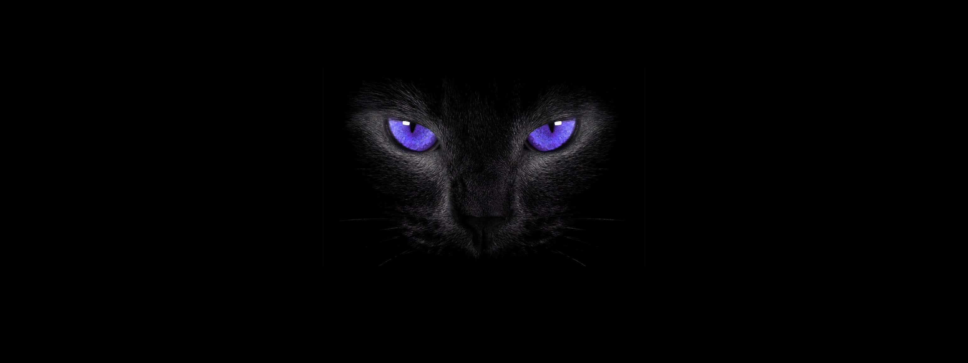 black cat, glowing purple eyes, face emerges from darkness, 2K Desktop Wallpaper