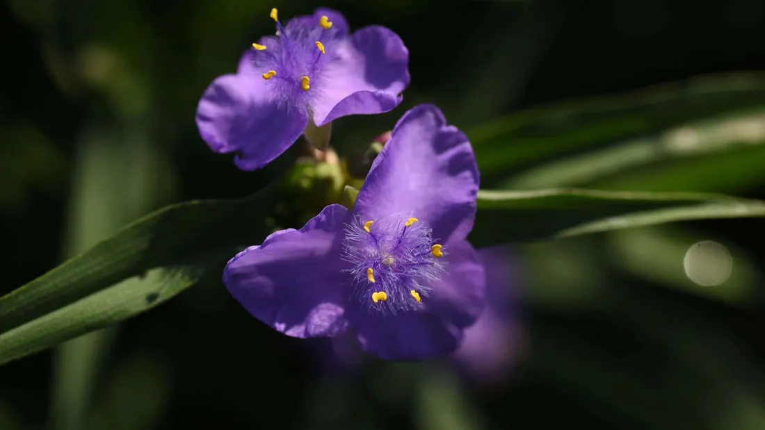 Purple Cauliflower