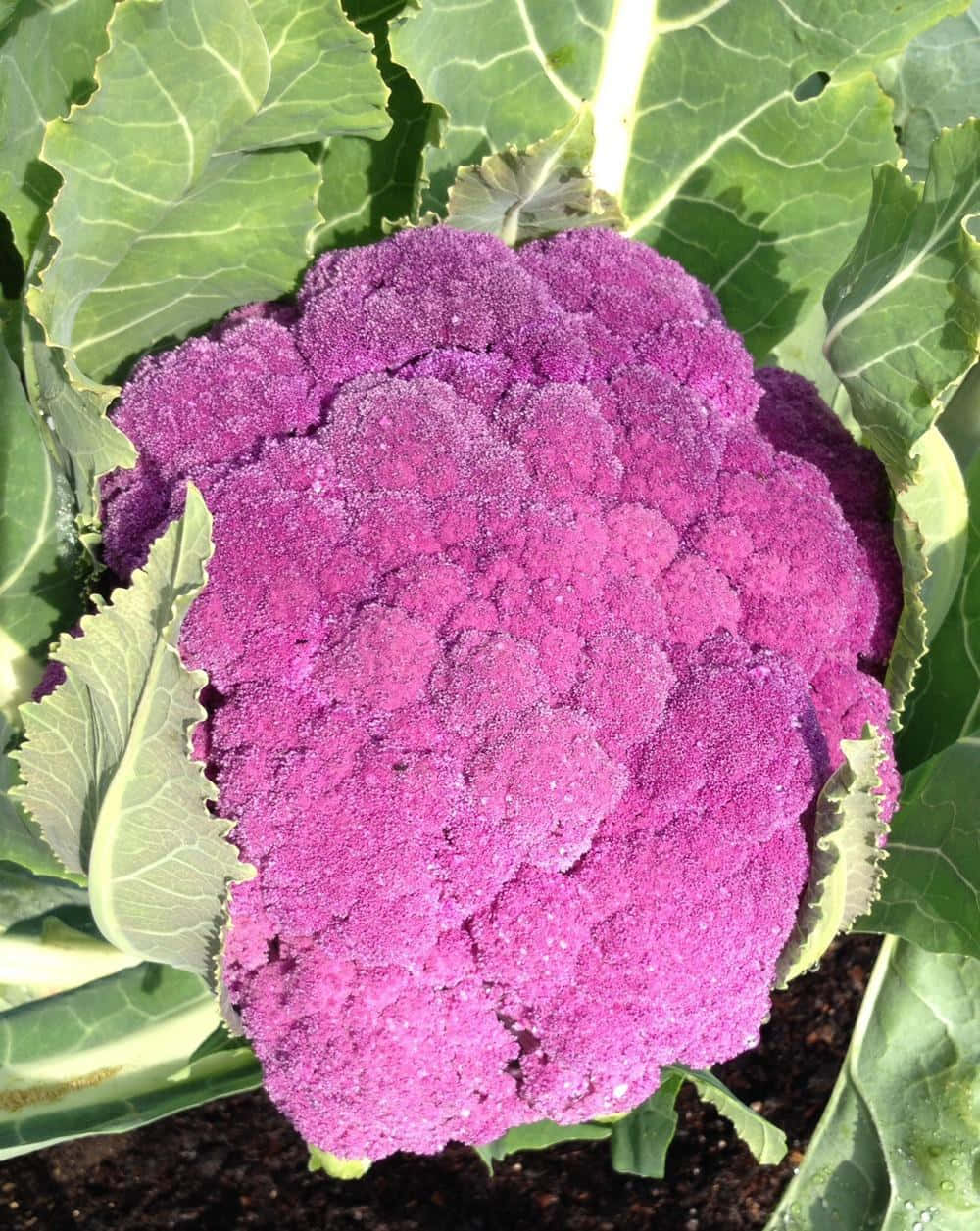 Purple Cauliflower, vibrant purple, lush green leaves, SD Phone Wallpaper
