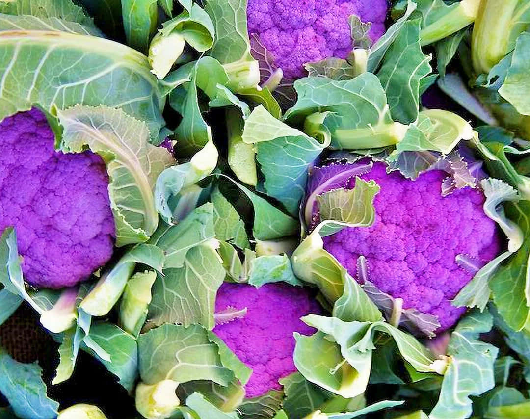 Purple Cauliflower, vibrant purple, fresh green leaves, SD Desktop Wallpaper