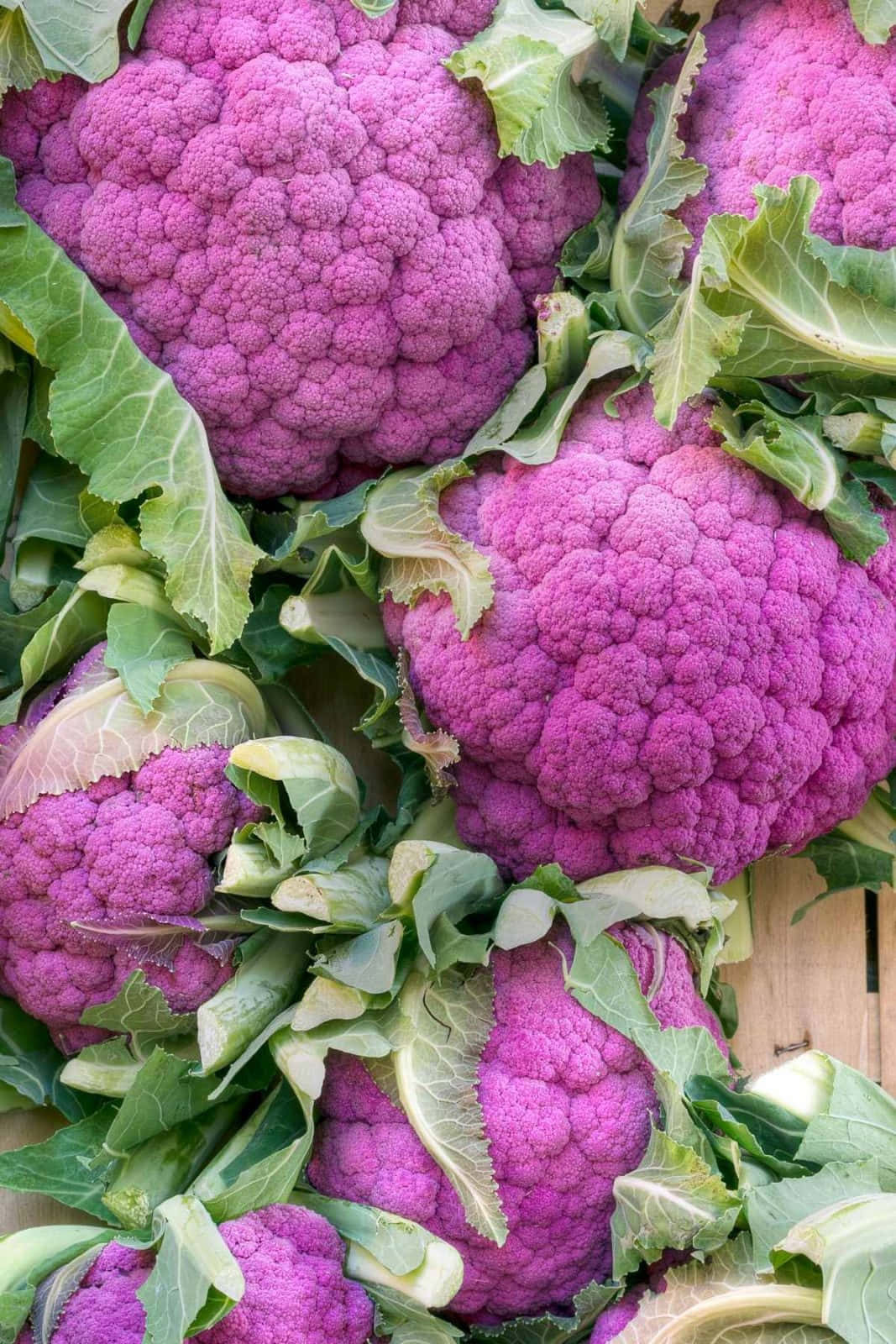 Purple Cauliflower, vibrant purple, fresh green leaves, HD Phone Wallpaper