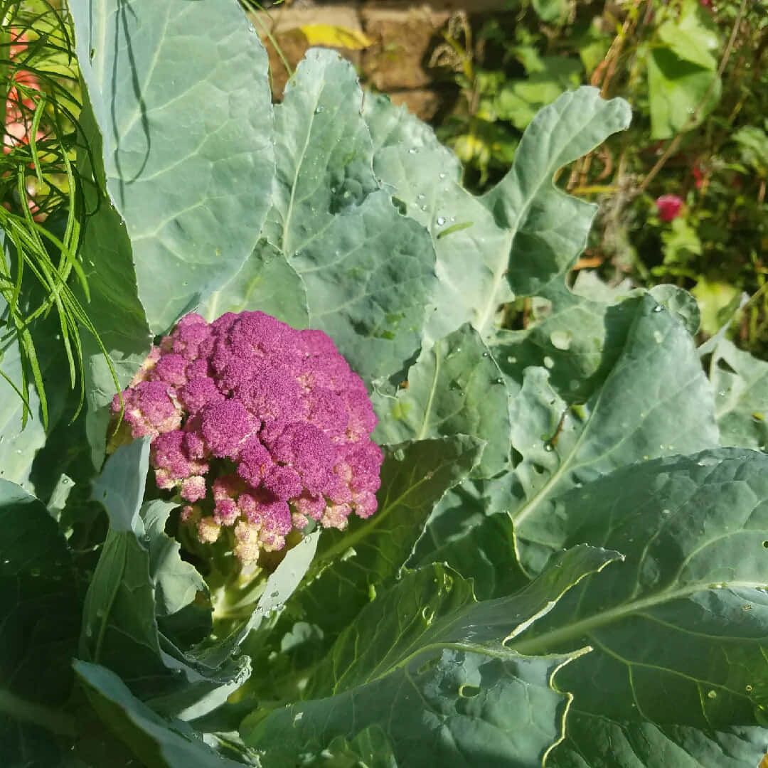 purple cauliflower, vibrant purple, large green leaves, SD Desktop Wallpaper