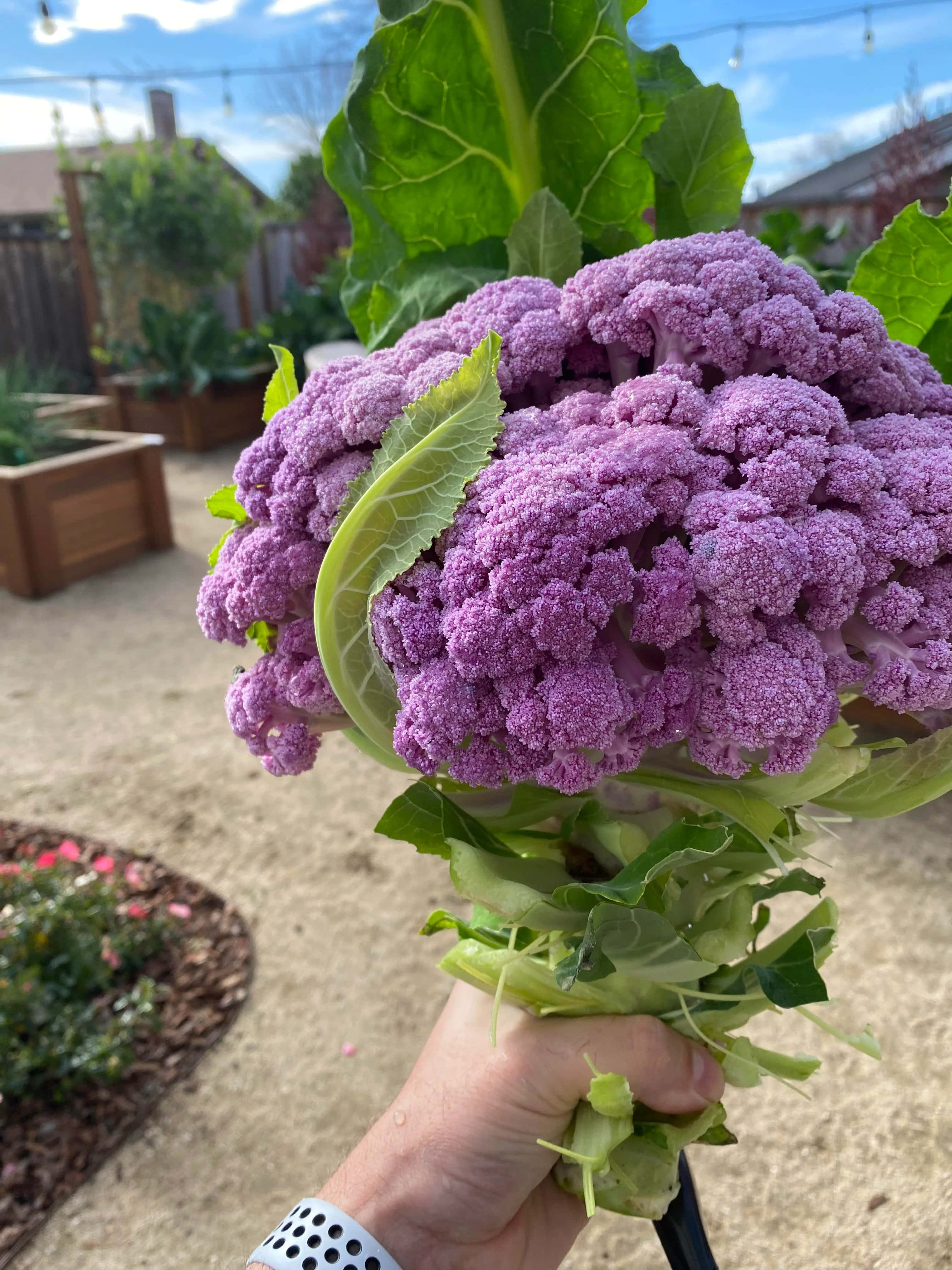Purple Cauliflower, vibrant purple cauliflower, lush green leaves, 4K Phone Wallpaper