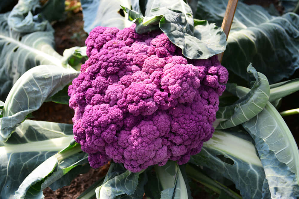 purple cauliflower, vibrant purple, large green leaves, SD Desktop Wallpaper