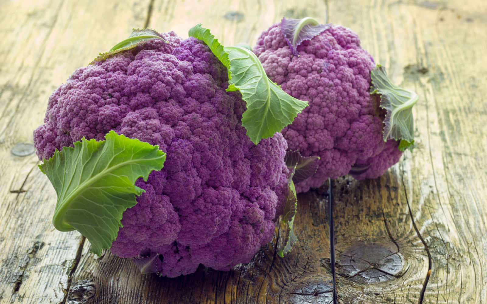 Purple Cauliflower, vibrant purple, fresh green leaves, HD Desktop Wallpaper