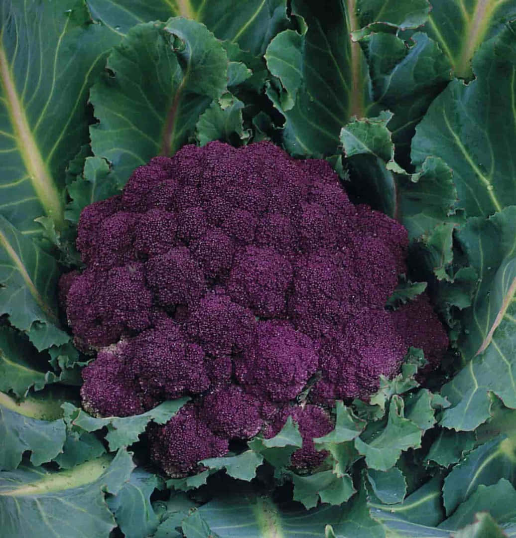 purple cauliflower, wooden surface, kitchen items, SD Phone Wallpaper