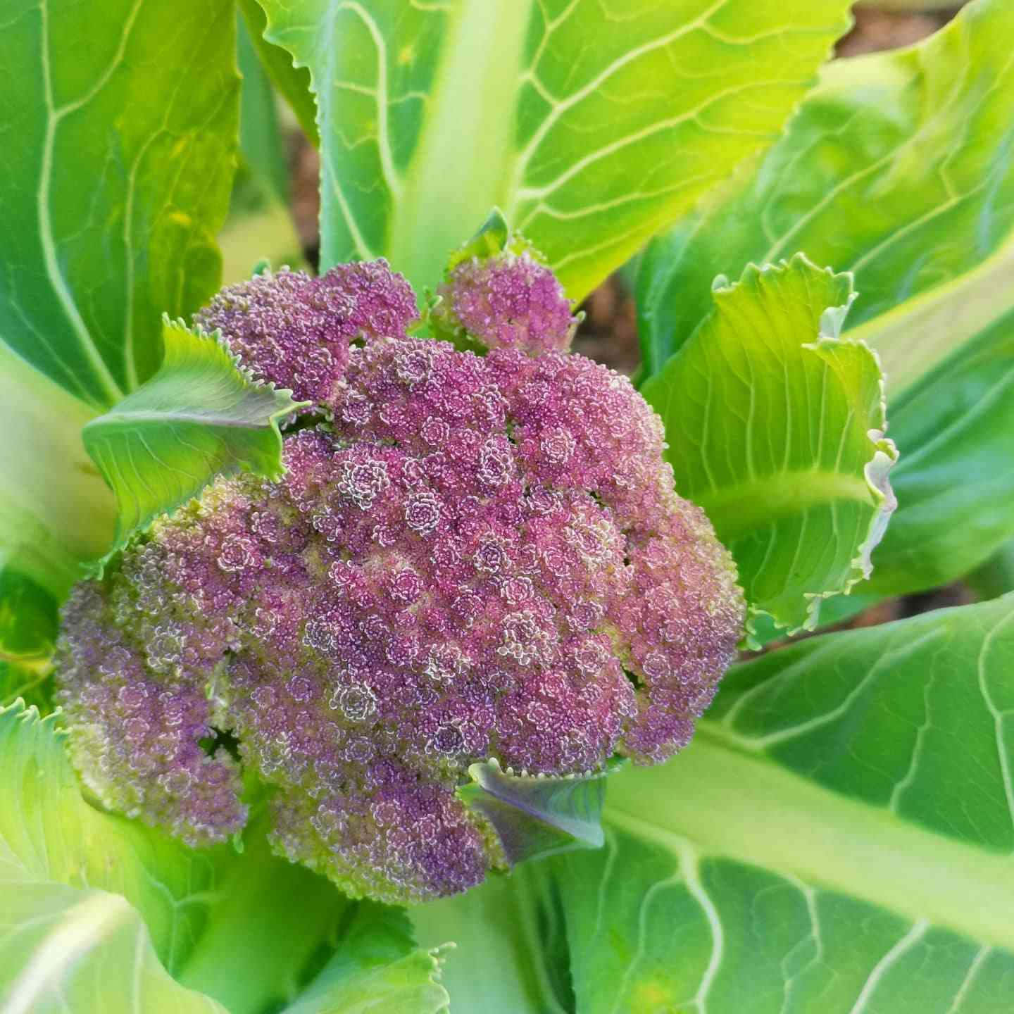 Purple Cauliflower, vibrant purple cauliflower, large green leaves, HD Desktop Wallpaper