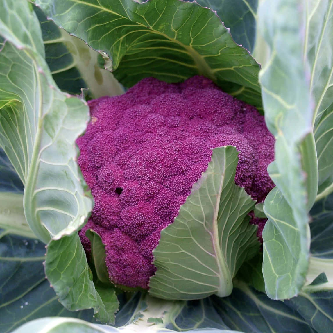 Purple Cauliflower, vibrant purple, large green leaves, SD Desktop Wallpaper