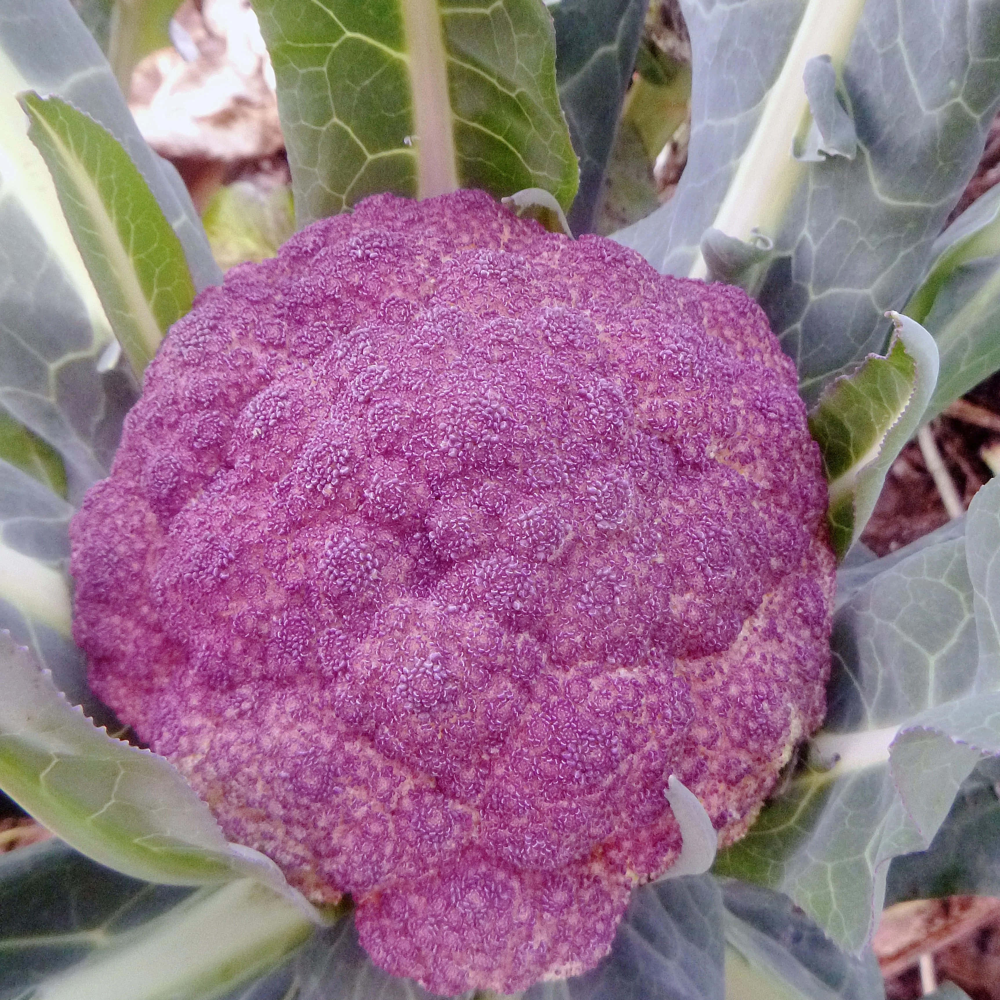 Purple Cauliflower, 3450 x 3451, vibrant purple, 2K Phone Wallpaper