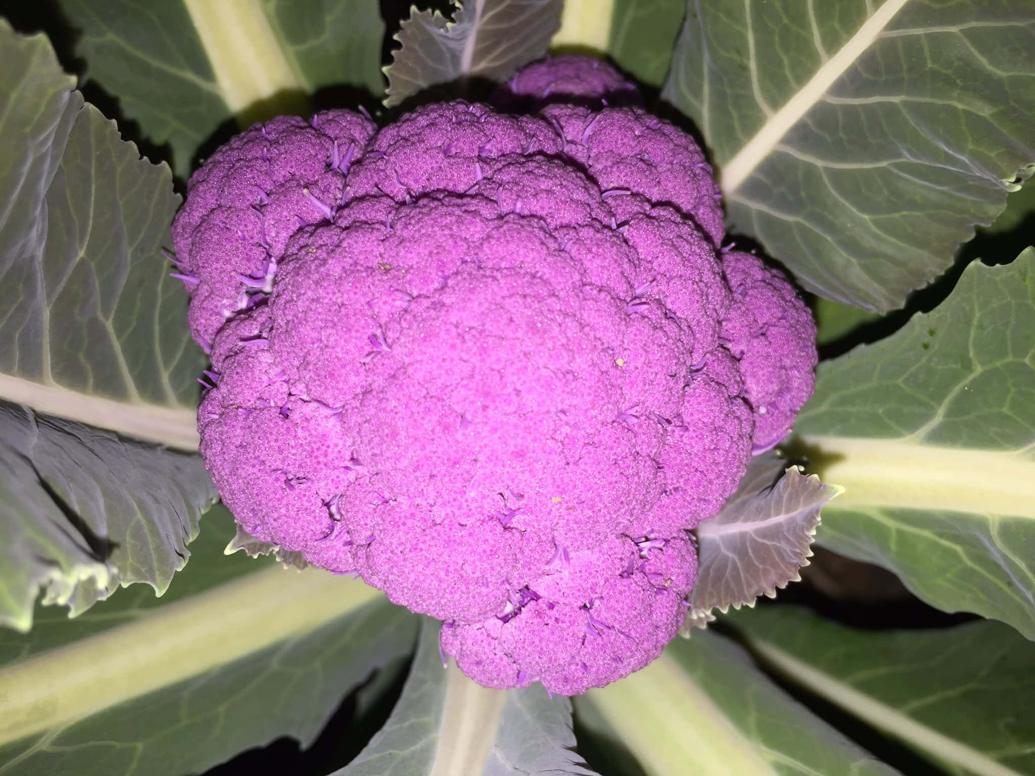 purple cauliflower, vibrant purple, large green leaves, Full HD Desktop Wallpaper