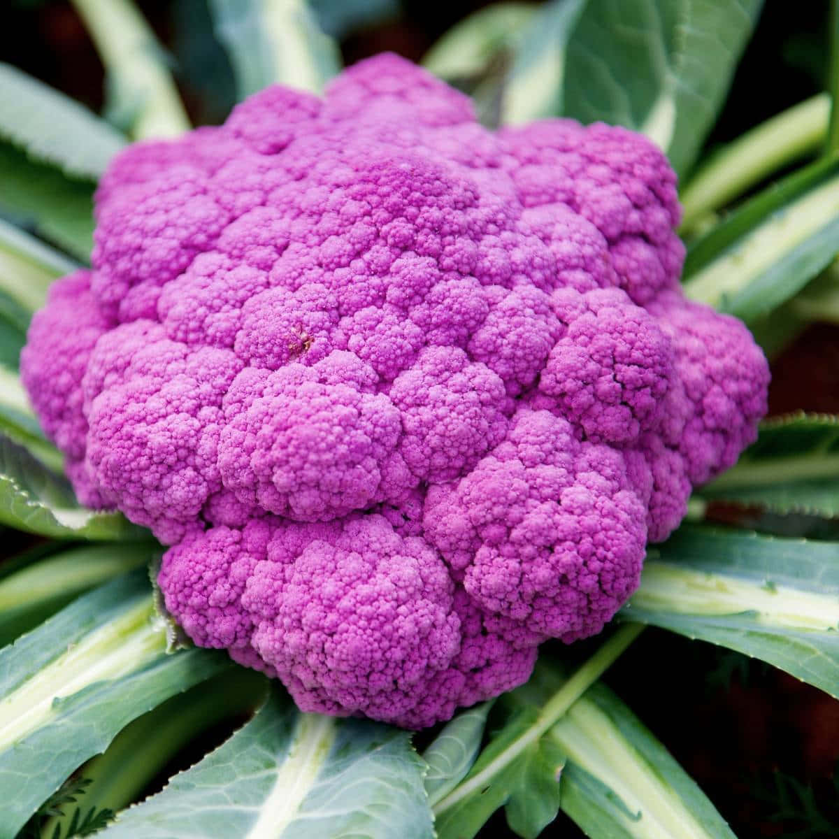 purple cauliflower, bright and vibrant purple, textured florets, SD Desktop Wallpaper