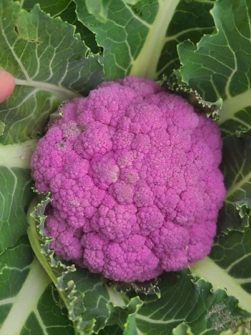 purple cauliflower, vibrant purple, lush green leaves, SD Phone Wallpaper