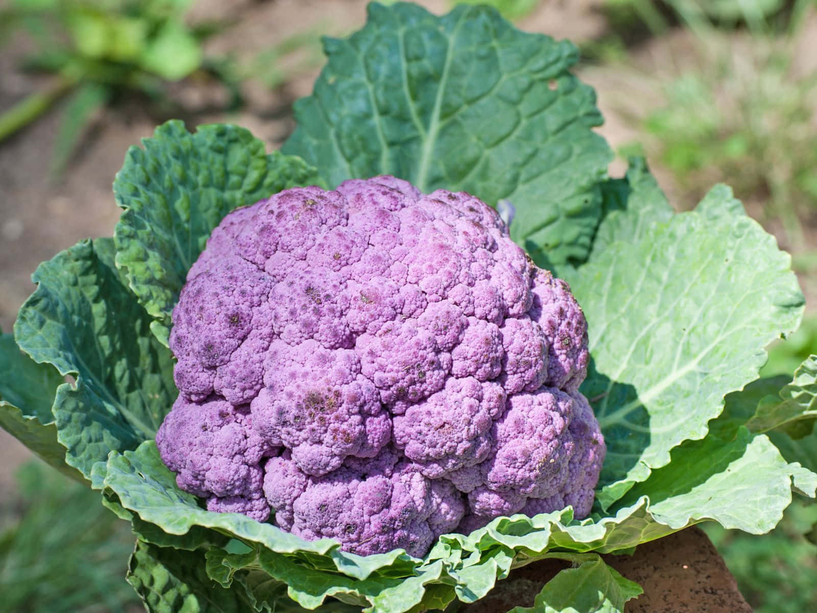 Purple Cauliflower, vibrant purple, large green leaves, HD Desktop Wallpaper