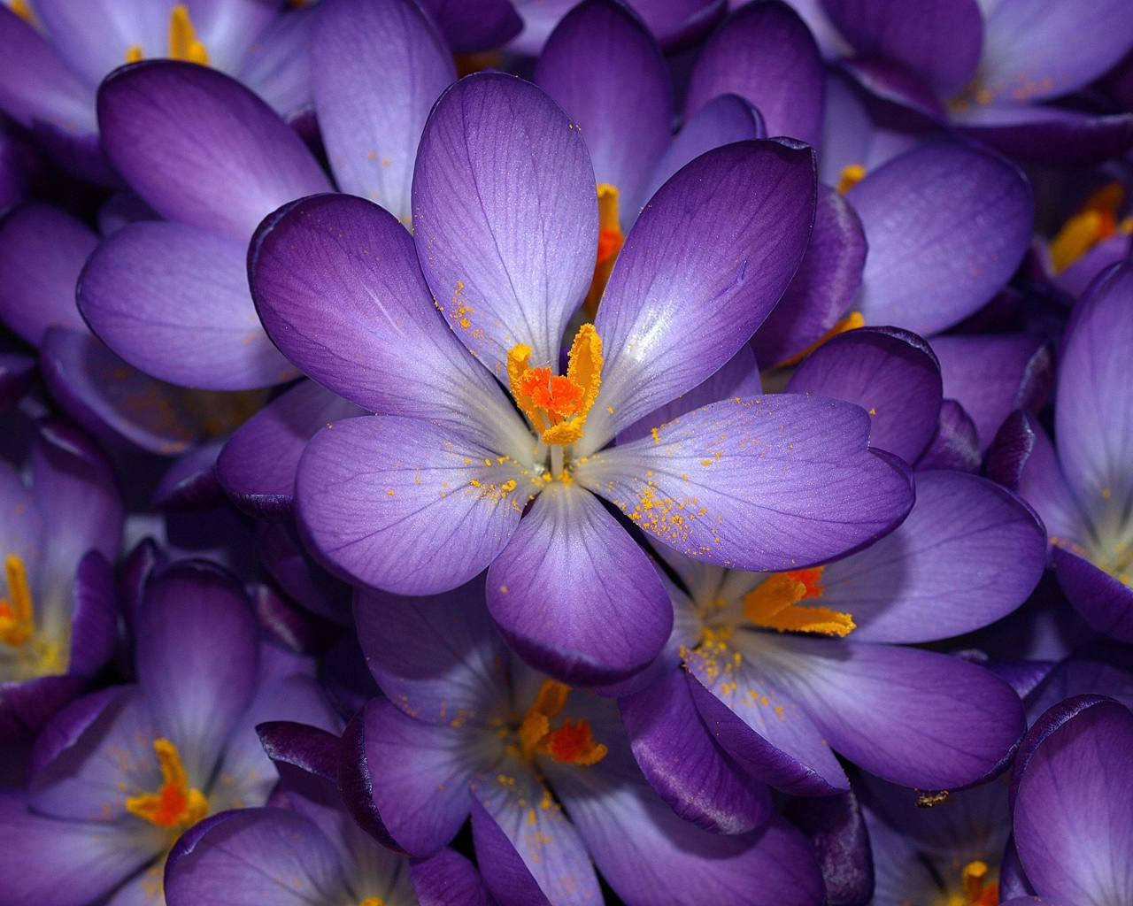 dark purple flower, vibrant purple crocus, bright yellow stamens, HD Desktop Wallpaper