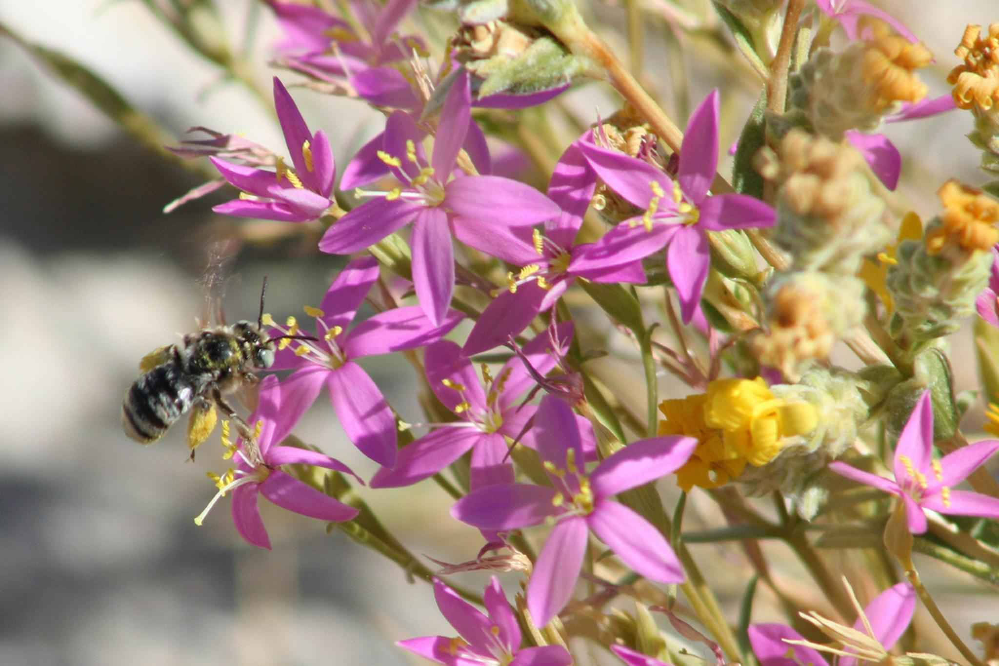 purple endemic flowers, vibrant purple star-shaped flowers, yellow centers, Full HD Desktop Wallpaper