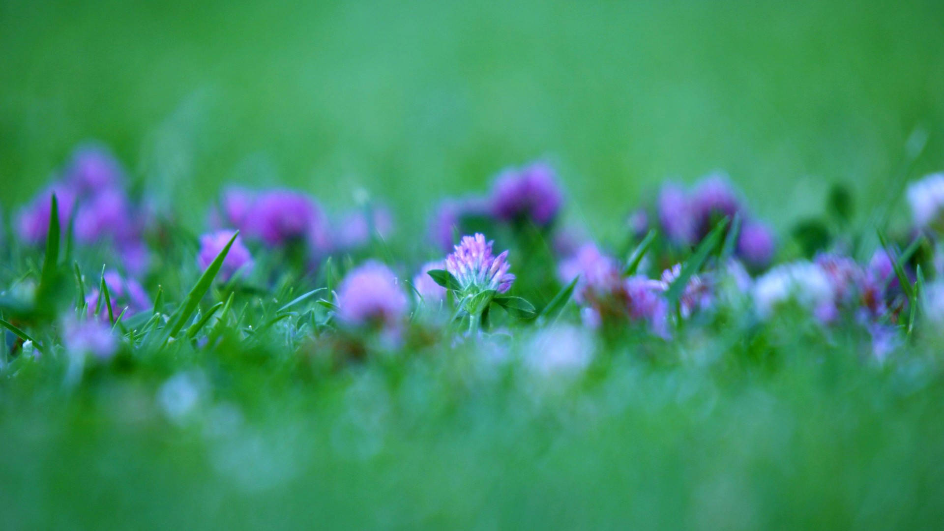 purple clover blossoms, lush green grass blades, shallow depth of field, Full HD Desktop Wallpaper