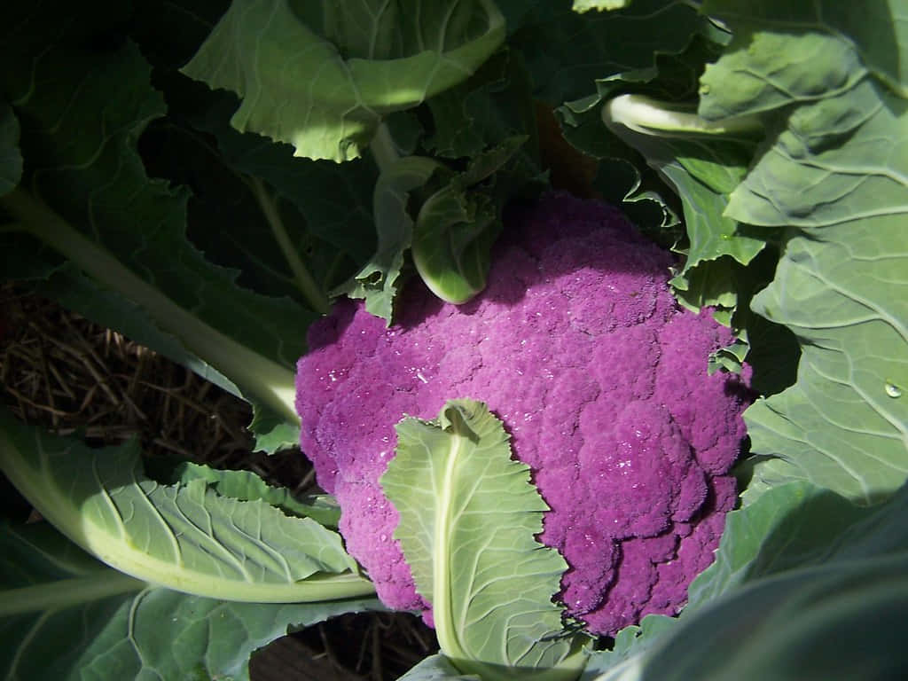 Purple Cauliflower, vibrant purple, lush green leaves, SD Desktop Wallpaper