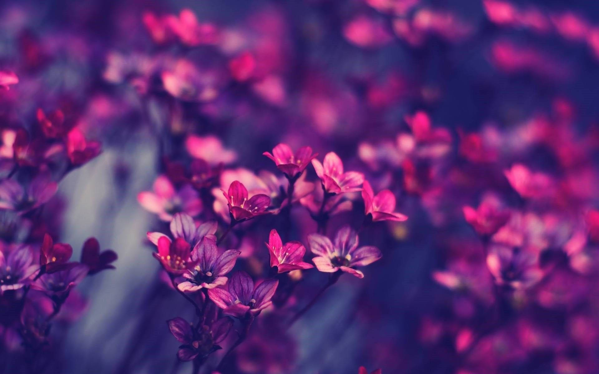 purple flower, lush greenery, vibrant purple, Full HD Desktop Wallpaper