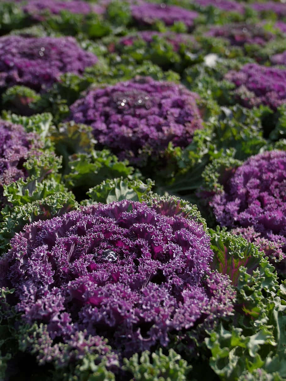 Purple Cauliflower, vibrant purple curly kale plants, dewdrops, SD Phone Wallpaper