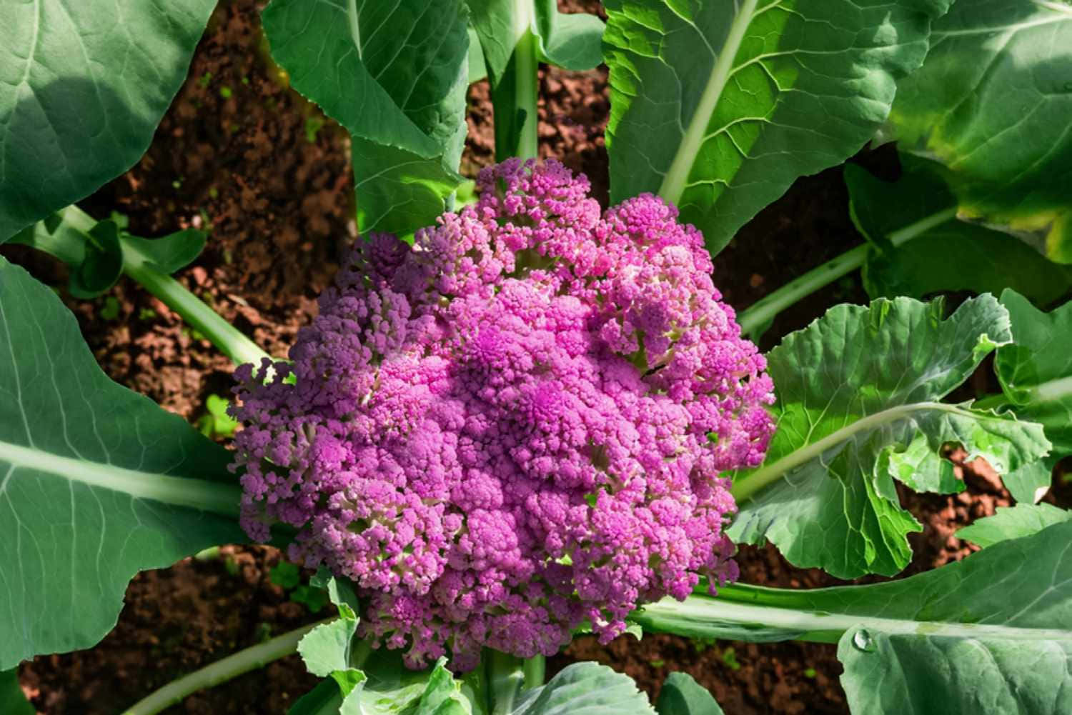 Purple Cauliflower, vibrant purple, lush green leaves, HD Desktop Wallpaper