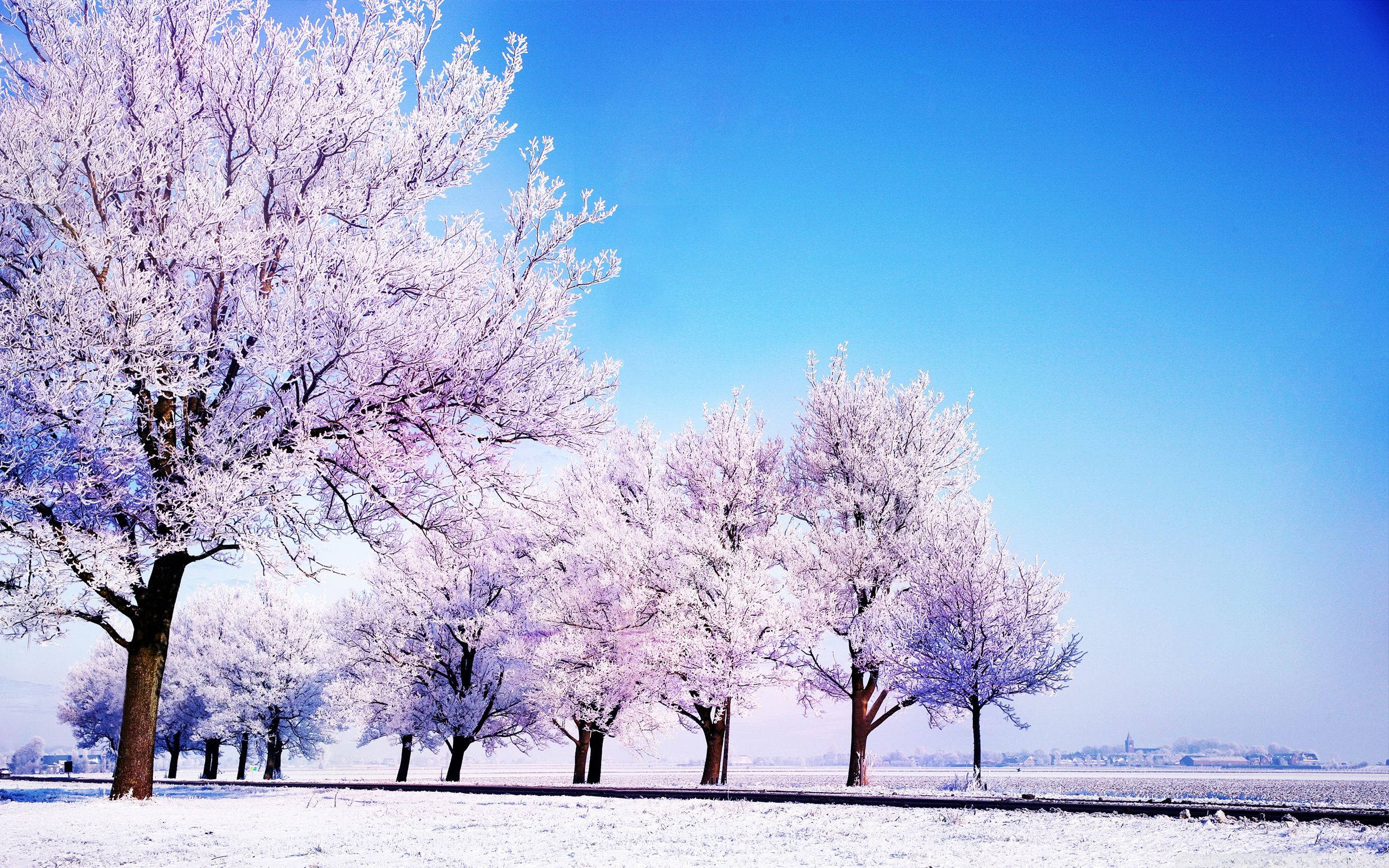 purple trees, winter, frost-covered trees, 2K Desktop Wallpaper