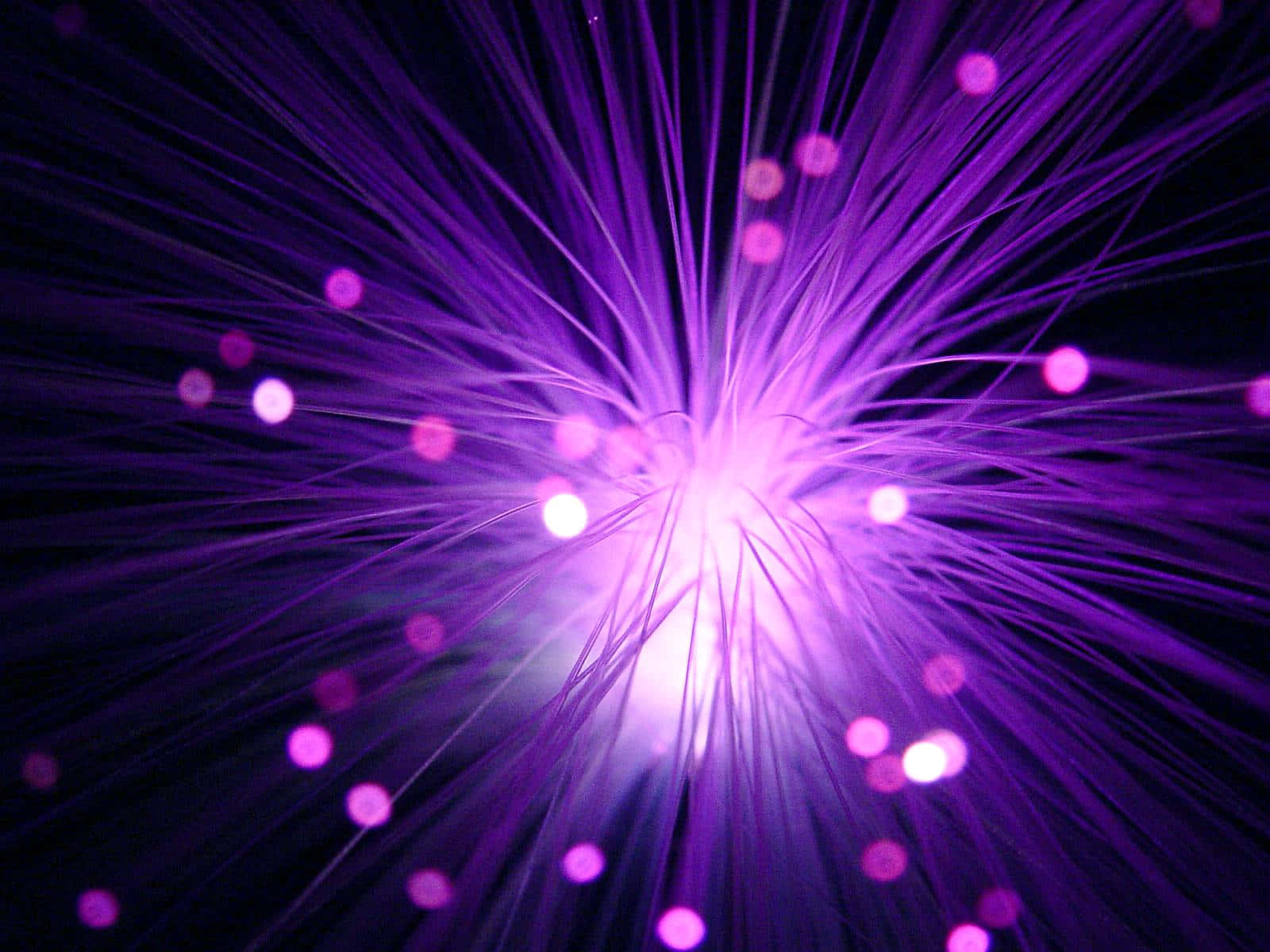 Electric Purple Splash, vibrant purple fiber optic strands, bright center, HD Desktop Wallpaper