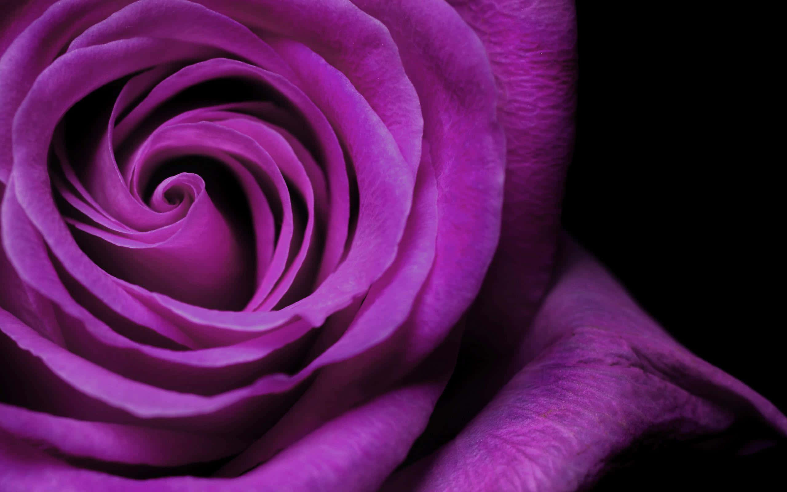 purple cool, deep purple rose, velvety petals, 2K Desktop Wallpaper