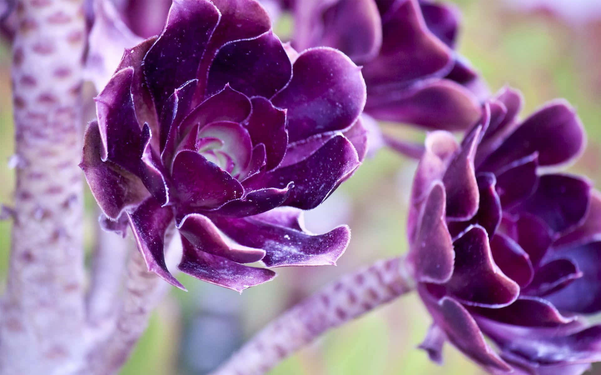 Purple Cool, deep purple, velvety petals, Full HD Desktop Wallpaper