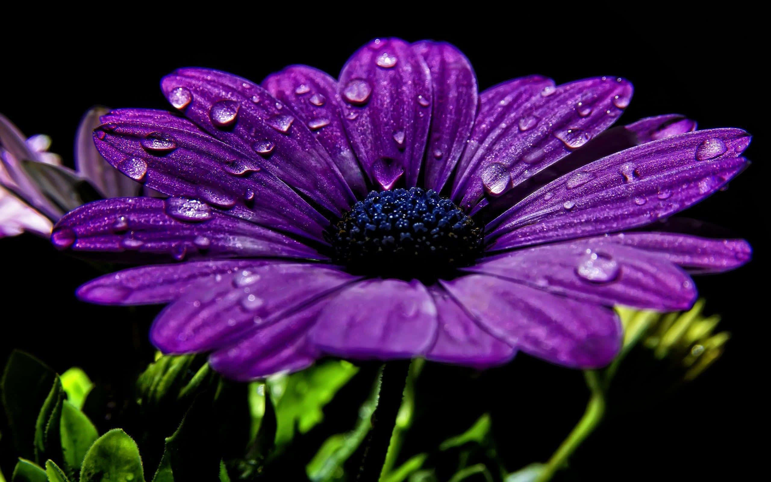 purple cool, vibrant purple daisy, dew drops, 2K Desktop Wallpaper