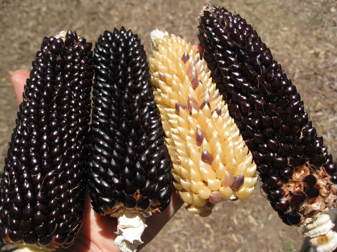 Purple Corn
