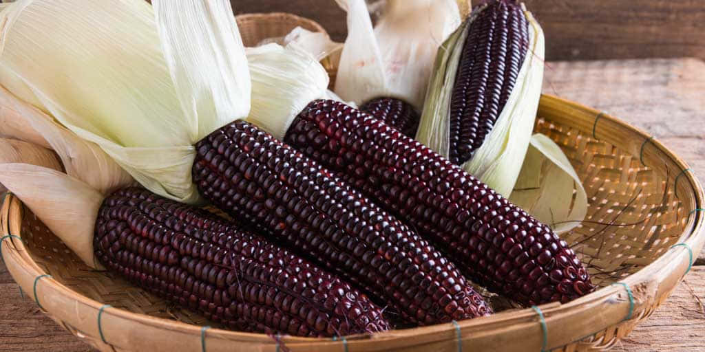 Purple Corn, dark purple corn on the cob, pale husks, SD Desktop Wallpaper