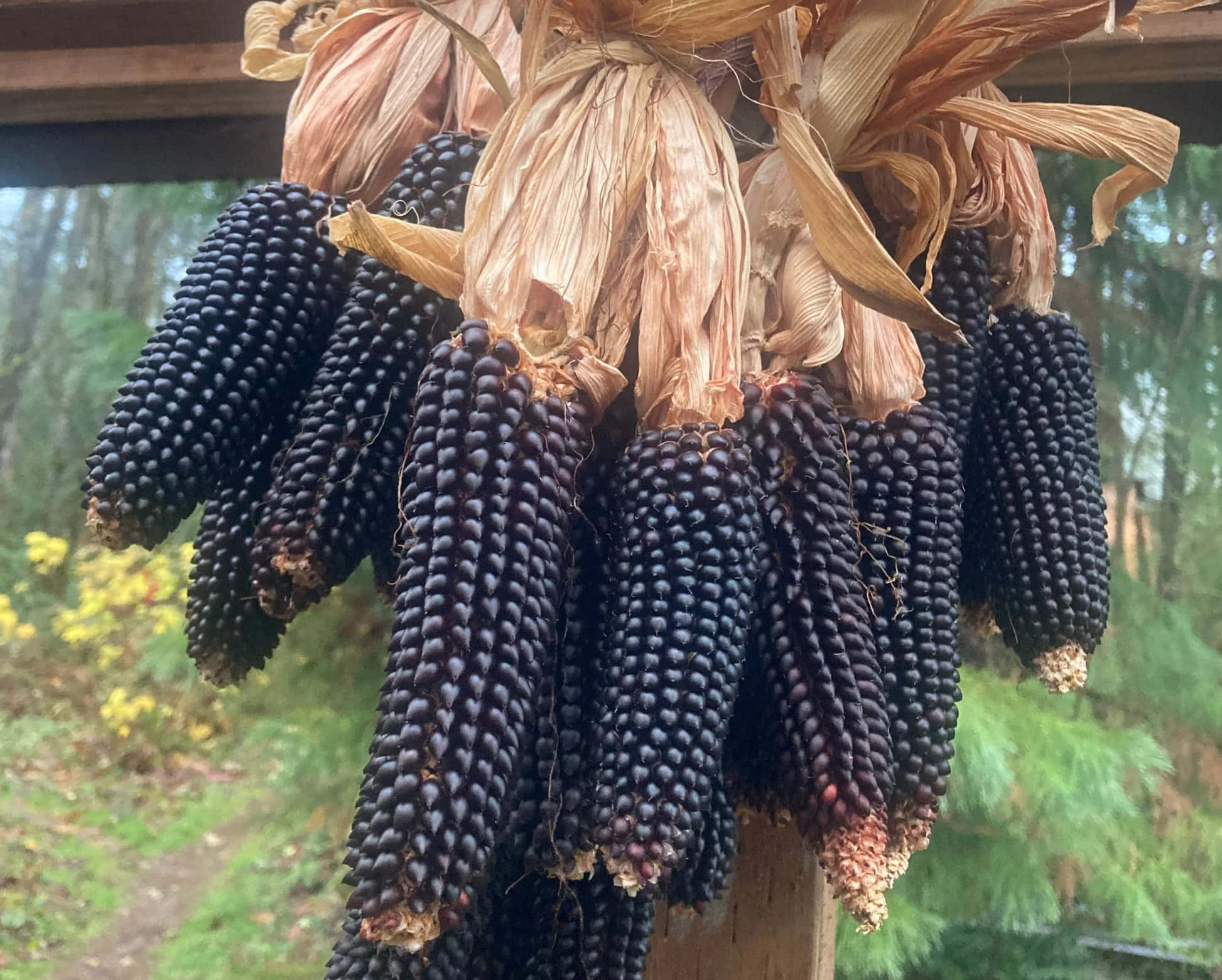 Purple Corn, dark purple corn cobs, dried husks, Full HD Desktop Wallpaper