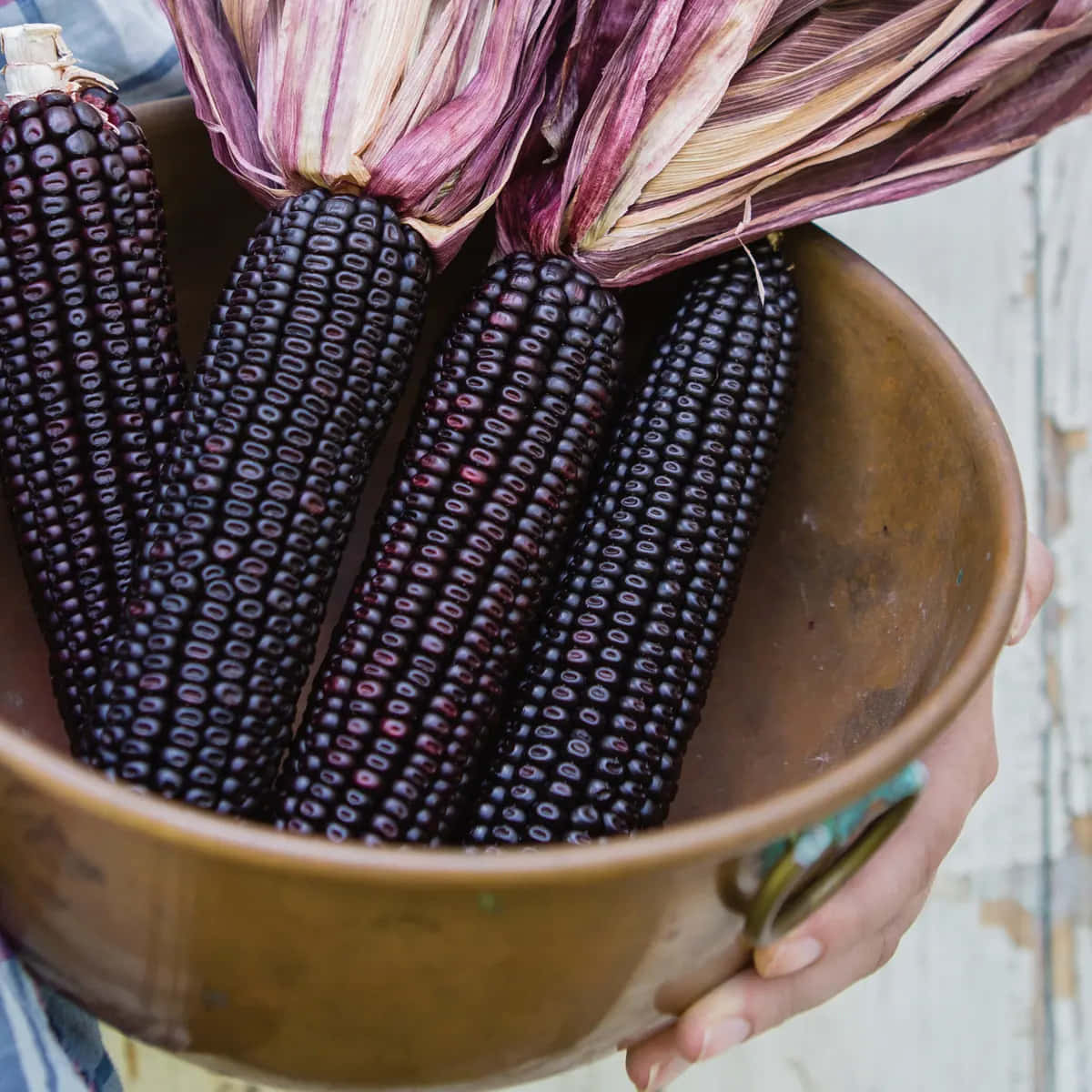 purple corn, rustic copper bowl, dark purple corn cobs, SD Desktop Wallpaper