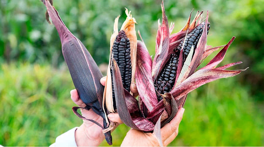 Purple Corn, black corn, purple husks, SD Desktop Wallpaper