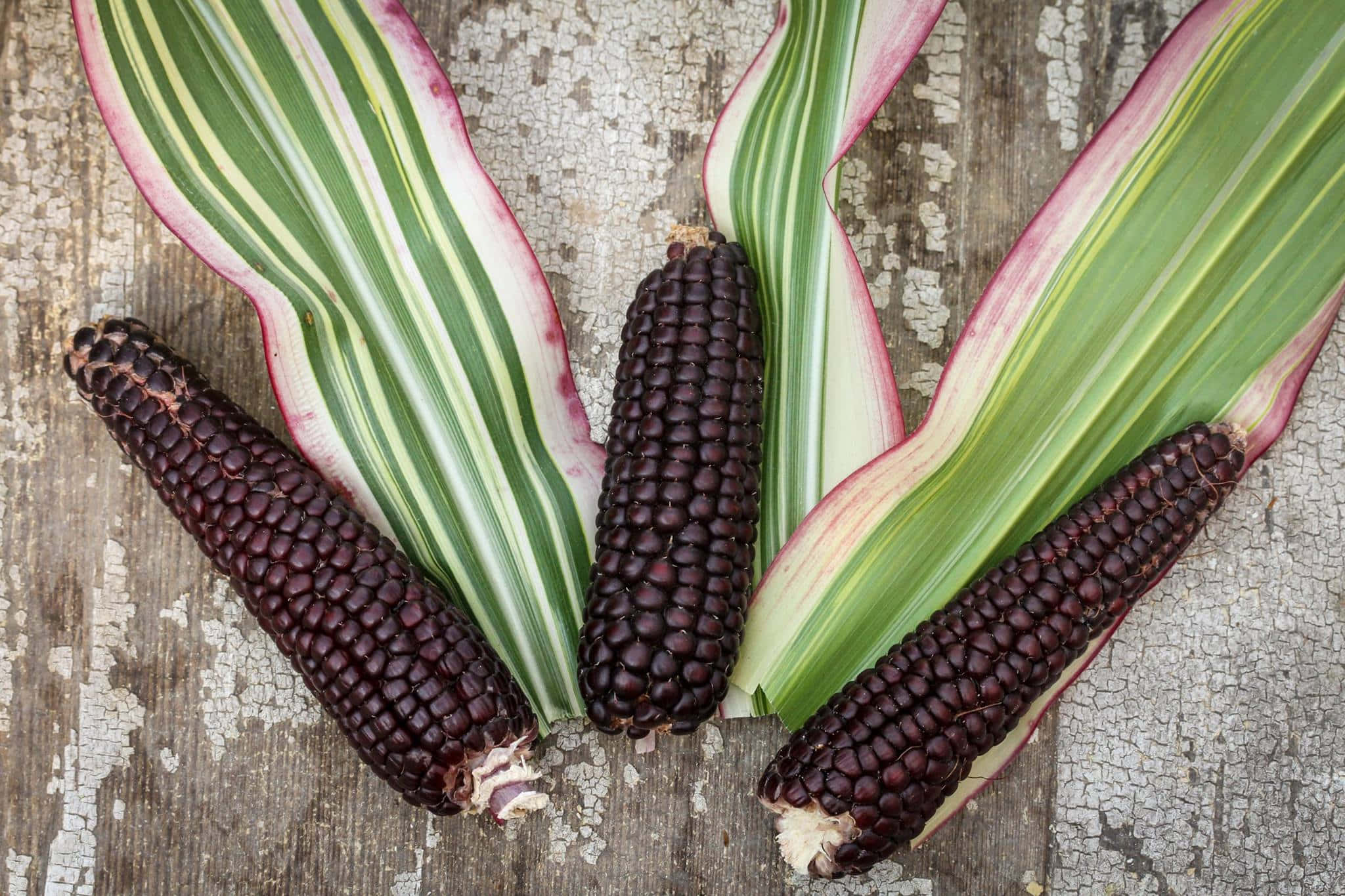 Purple Corn, dark purple corn cobs, vibrant green and pink striped leaves, Full HD Desktop Wallpaper