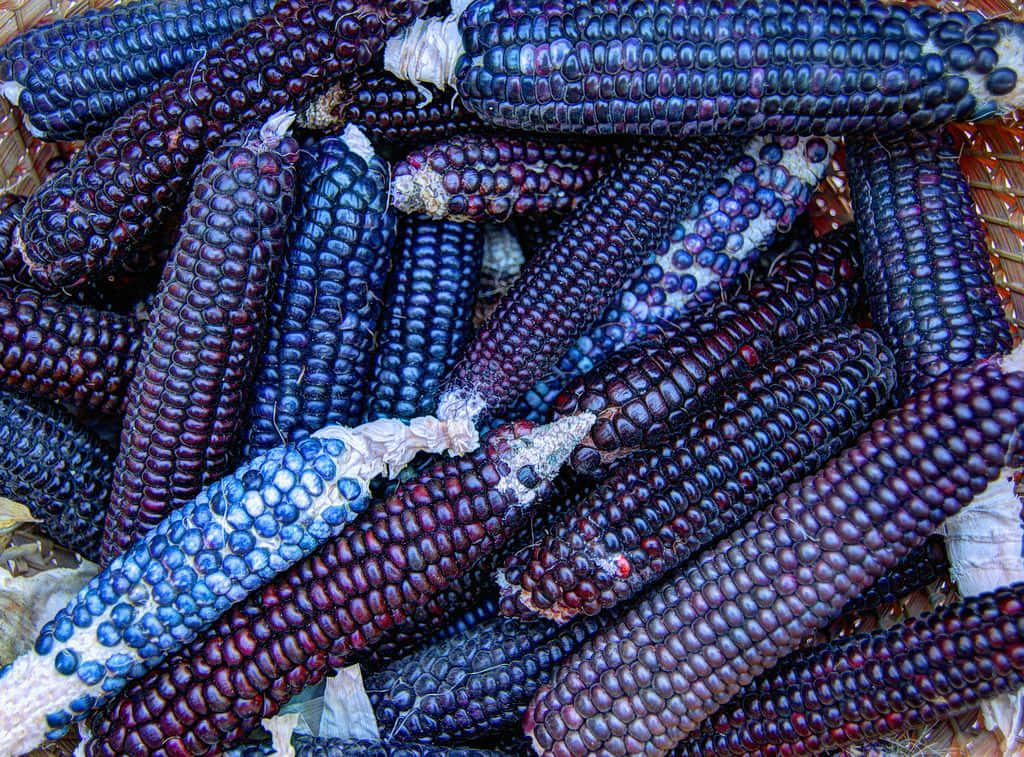 Purple Corn, purple and blue corn cobs, glossy kernels, SD Desktop Wallpaper