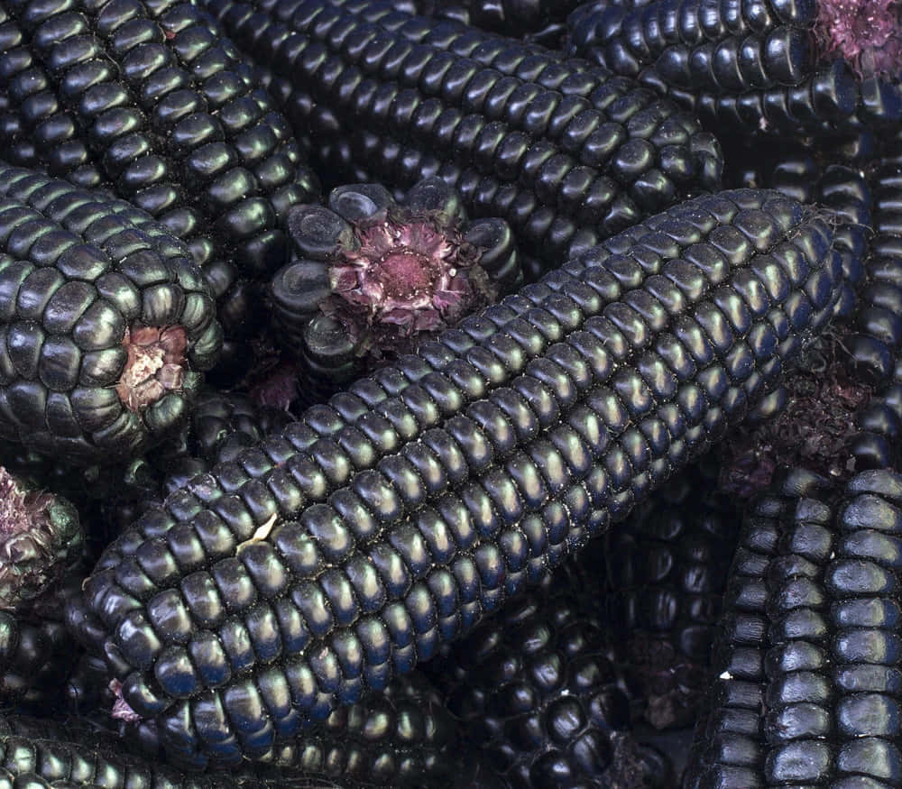 Purple Corn, glossy black corn cobs, purple tassels, SD Desktop Wallpaper