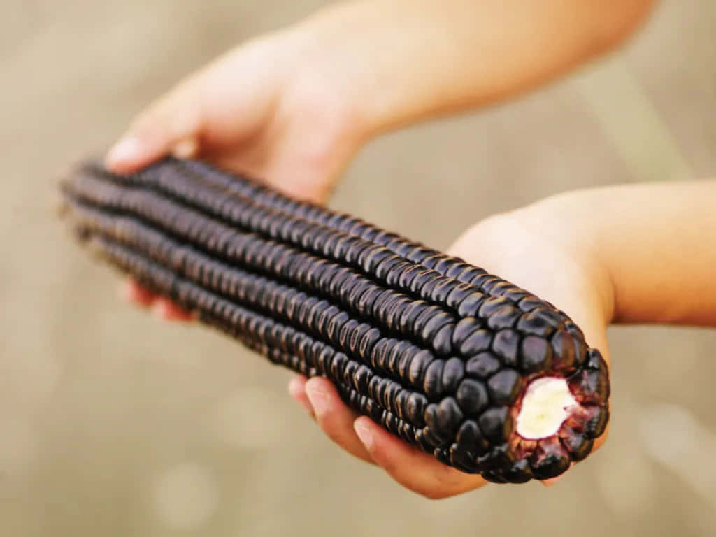 Purple Corn, dark purple corn cob, white core, SD Desktop Wallpaper