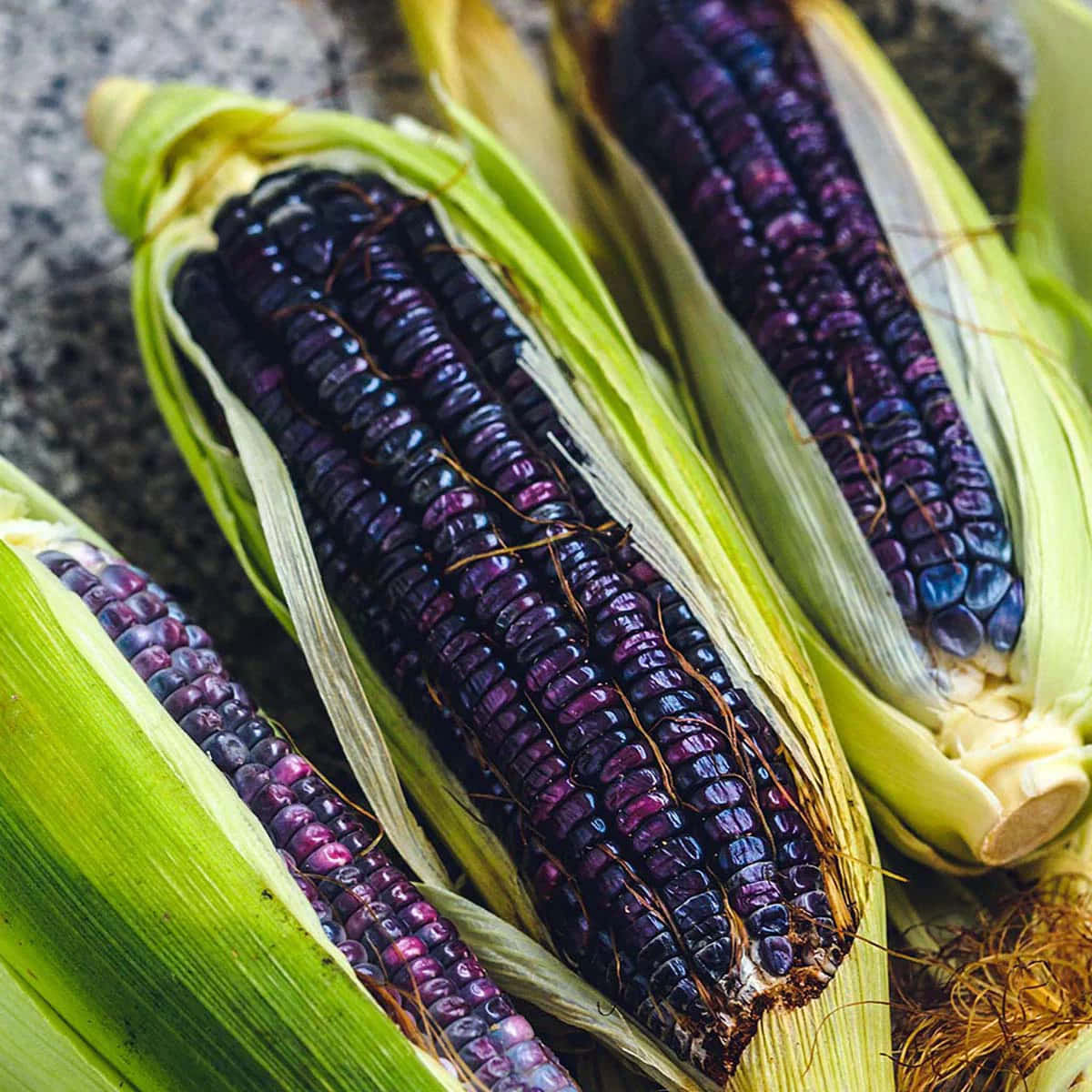 Purple Corn, purple corn cobs, green husks, SD Desktop Wallpaper