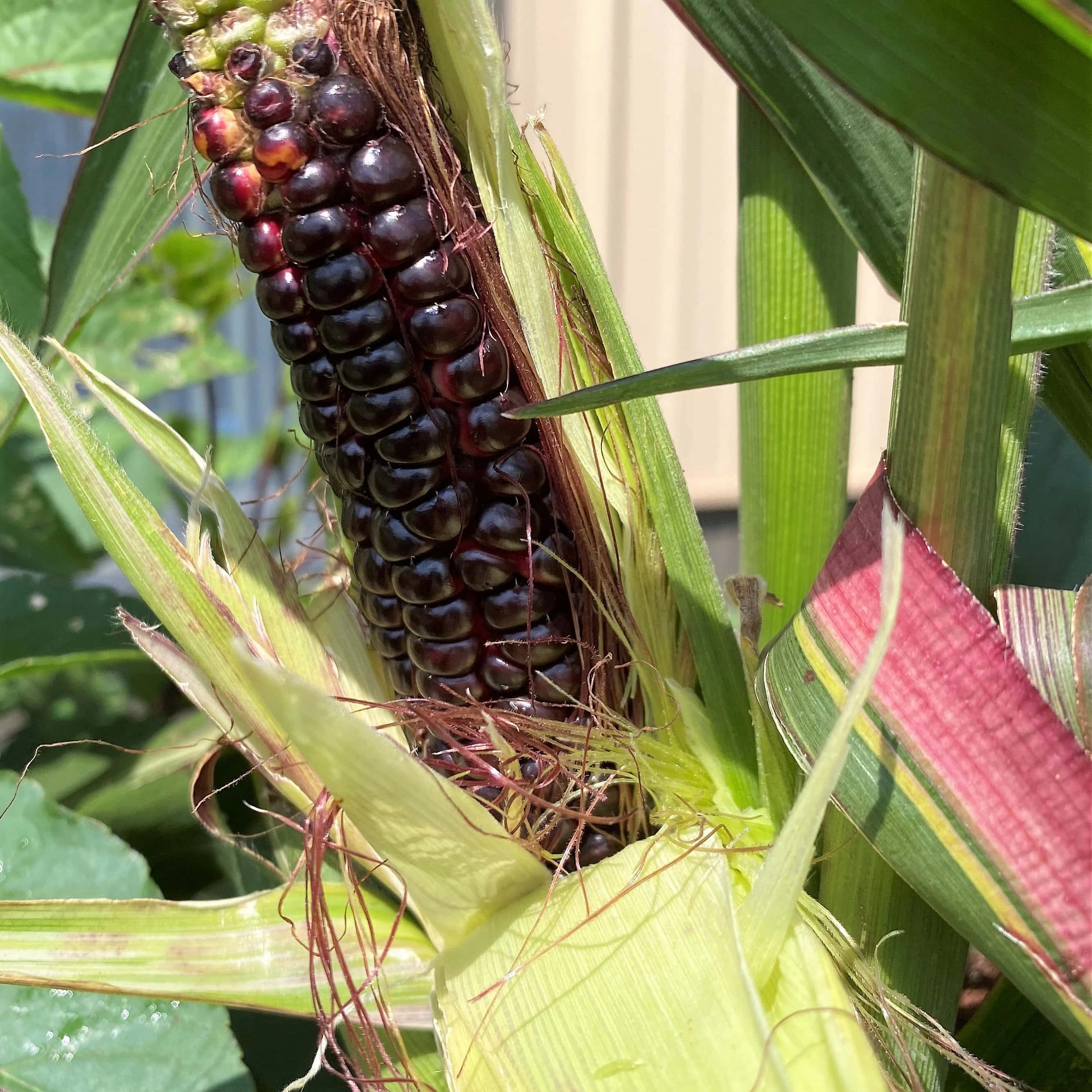 Purple Corn, dark purple corn cob, vibrant green husks, 2K Desktop Wallpaper