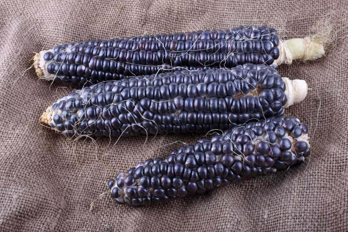 Purple Corn, dark purple corn cobs, husk remnants, SD Desktop Wallpaper