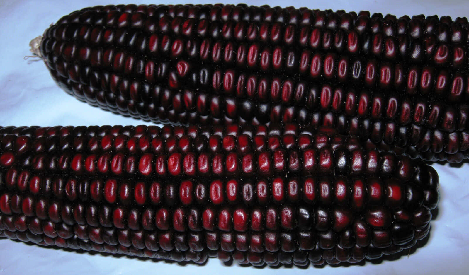 Purple Corn, dark red corn cobs, deep maroon kernels, HD Desktop Wallpaper