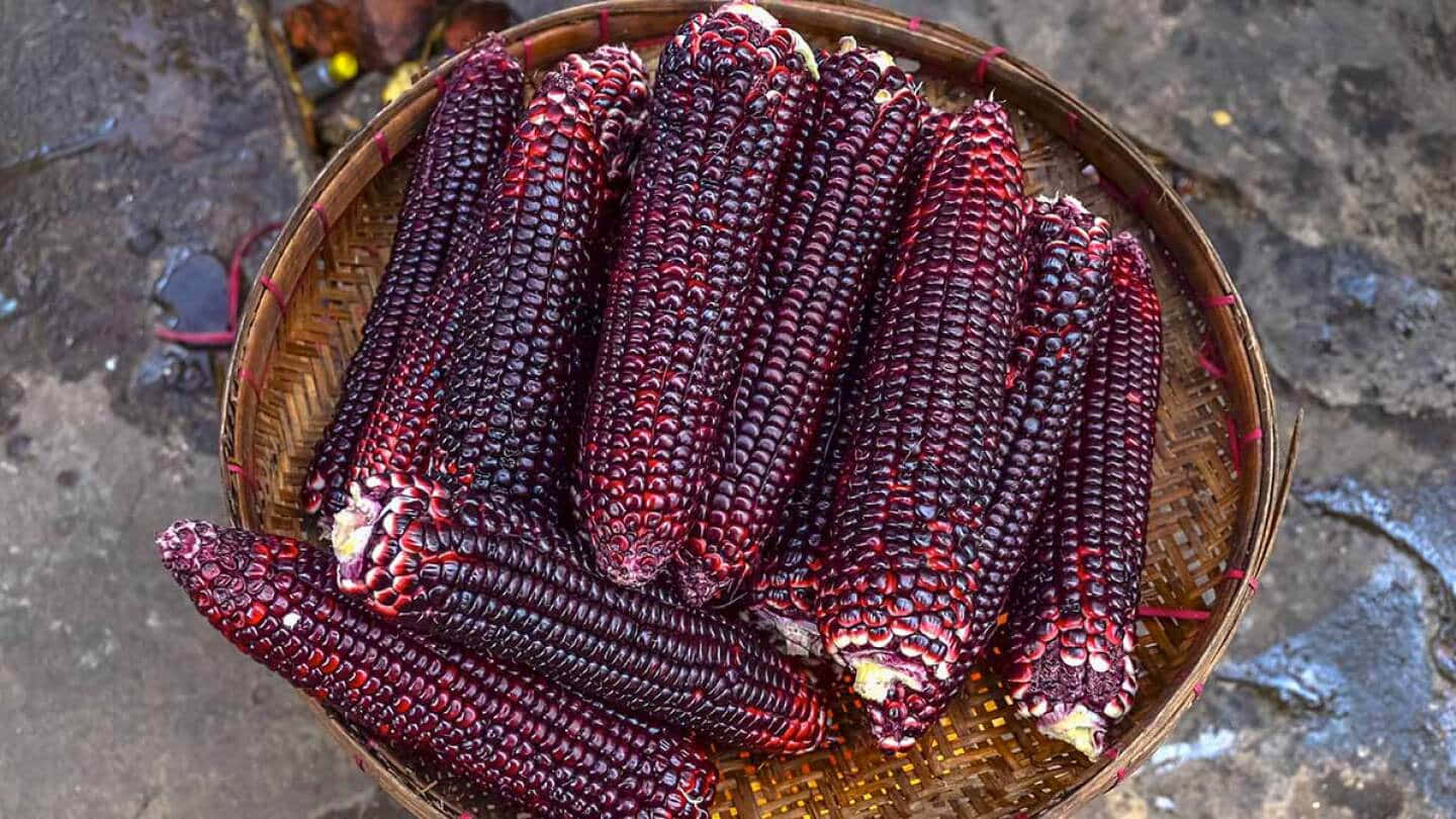 Purple Corn, vibrant purple corn cobs, red kernels, HD Desktop Wallpaper