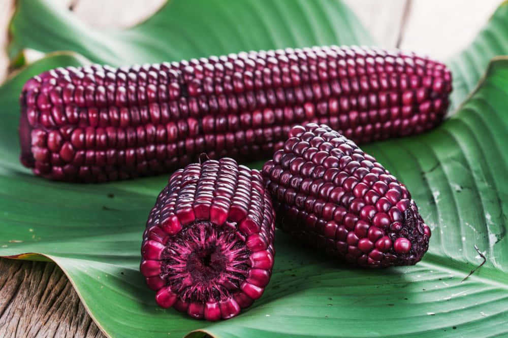 Purple Corn, deep purple corn cobs, large green leaf, SD Desktop Wallpaper