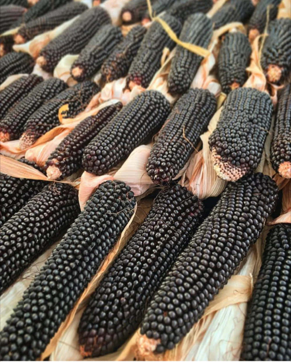 Purple Corn, glossy black corn cobs, dried husks, SD Phone Wallpaper