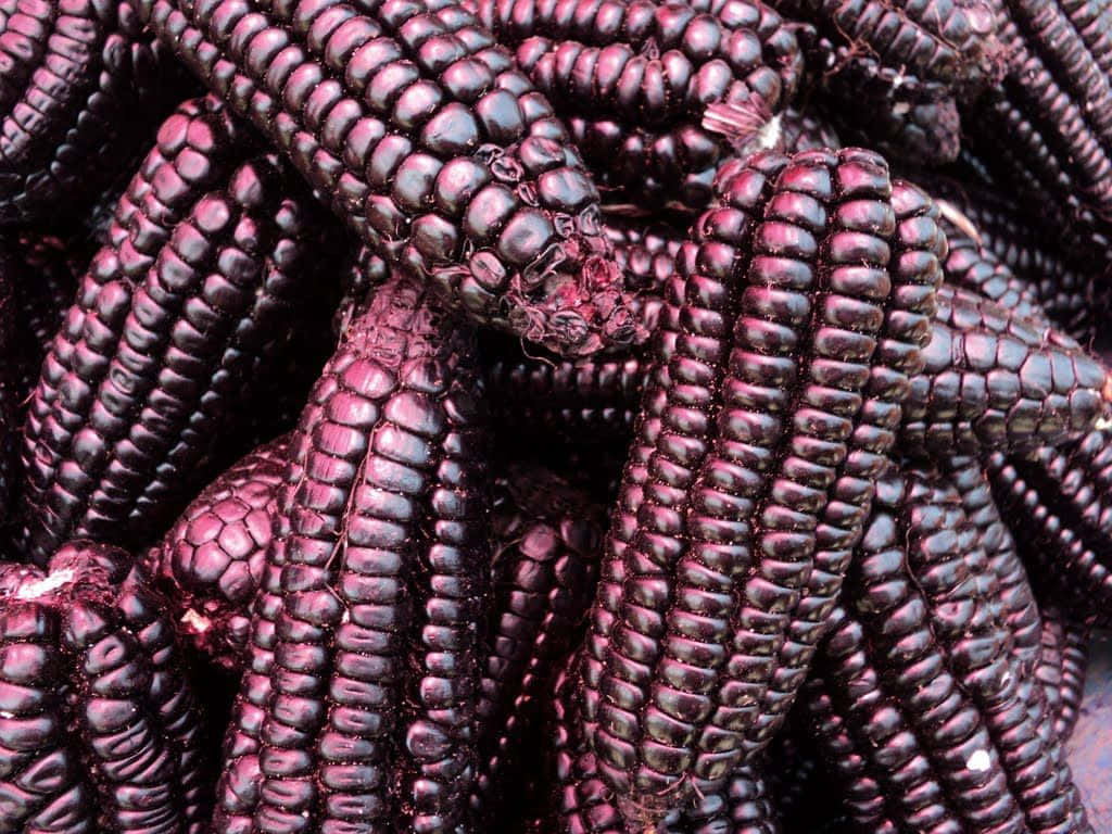 Purple Corn, deep purple, glossy, SD Desktop Wallpaper